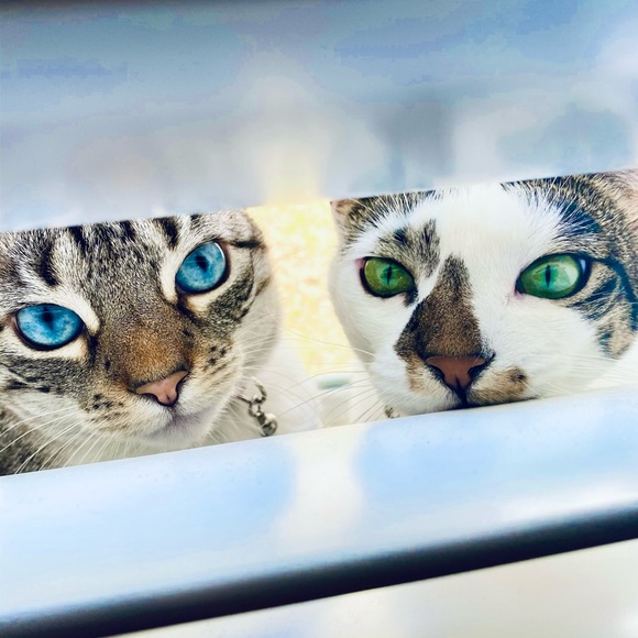 Meet your Posher, Maitlyn - Picture 8 of 13